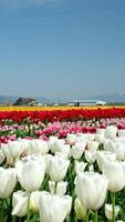 blikken dubbele wit tulpen rijen van wit tulpen in tuin Istanbul video