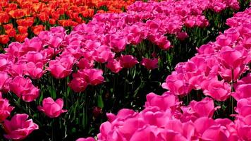Pink Triumph tulips Tulipa Carola bloom in a garden in April tulips bloom in a field of bright pink color in the sun Flora fauna natural flowers beautiful background ecology place for walking photo video