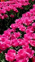 rosado triunfo tulipanes tulipa carola floración en un jardín en abril tulipanes floración en un campo de brillante rosado color en el Dom flora fauna natural flores hermosa antecedentes ecología sitio para caminando foto video