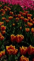 Rows of blooming colorful tulips on a spring farm in Mount Vernon, Field of tulips yellow and red. Skagit County Tulip Festival, video