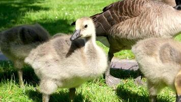 canadiense ganso pequeño aves son sentado en el césped comiendo piezas de un pan brillante verde Fresco césped cuatro pequeño joven pichones hambriento insaciable bueno apetito linda mullido fauna silvestre joven descendencia video