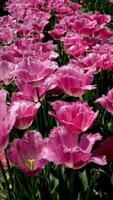 coloré tulipes fleur dans le jardin avec agréable lumière, Taïwan video