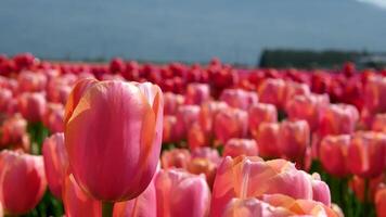 fioritura tulipano campo di fiori bellissimo campo di tulipani nel rosso e rosa separato di colore nel il sole video