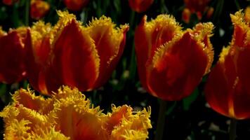 Rows of blooming colorful tulips on a spring farm in Mount Vernon, Field of tulips yellow and red. Skagit County Tulip Festival, video