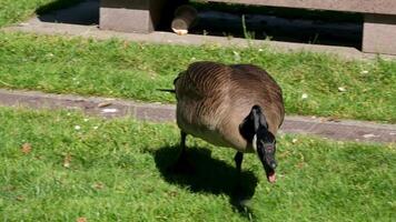 attacking goose running and stretching out bite open its beak slow motion of bird life in Canada Vancouver on green grass clap attack caution aggression decision territory protection of cubs video