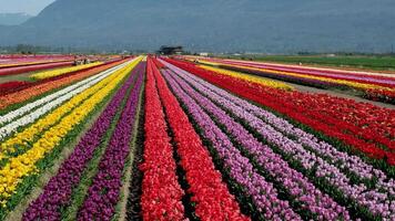 lindo enorme campo com multicolorido tulipas deixando dentro a montanhas Canadá Vancouver beleza pureza flora Primavera acampamento andar dentro a campo não pessoas manhã dia ecologia video