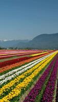beautiful huge field with multi-colored tulips leaving in the mountains Canada Vancouver beauty purity flora spring Camping walk in the field no people morning day ecology video