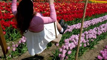 Young attractive blond woman in white summer dress swings on chain swing in coloful tulip fields. Chilliwack. British Columbia. Canada swing tulip field video