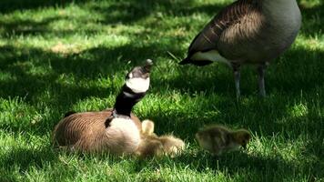 Goslings Canada goose, Brant canadian on green meadow with parents in bright sunlight in woodland area, Family Of ringed waterfowl in natural habitat, Frankfurt, Germany, bird migration control video