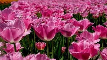 coloré tulipes fleur dans le jardin avec agréable lumière, Taïwan video