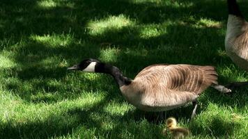 female and male walking on the grass with cubs Canadian goose in Vancouver Canada shade from a tree sunny weather spring-summer video