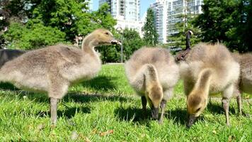 sonnig Tag wenig kanadisch Gans Gänschen Gehen auf Grün Gras im Vancouver Stadt im Kanada Essen Gras und Brot Mama schützen wenig Baby Küken und schließen oben schleppend Bewegung im Natur Innenstadt video