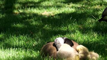 solig dag liten kanadensisk gås goslings gående på grön gräs i vancouver stad i kanada äter gräs och bröd mamma skyddande liten bebis kycklingar och stänga upp långsam rörelse i natur stadens centrum video