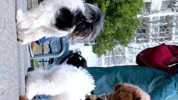 David lam Park Yaletown Frühling gut Wetter Menschen gehen draußen mit ihr Haustiere flauschige schön Hunde Nahansicht Tiere abspielen Scherz auf ein Leine mit andere Hunde gut Zeit zusammen zum Gesundheit video