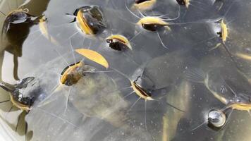 peixe-gato dentro a água maciço quantidade do agressivo Tubarão peixe-gato, iridescente Tubarão, pangasianodon hipoftalmo, procurando e esperando para Comida video