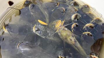 A collection of catfish housed in a red bucket for sale in traditional markets at night. video