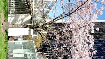 Kirsche Blüten Burr Bahnhof im Kanada Vancouver Treppe zu Wolkenkratzer Laterne Frühling Schönheit von Natur Weiß Handläufe zum Klettern von Himmel Zug Bahnhof Nein Menschen Ruhe Tag hell Himmel Kanada 2023 video
