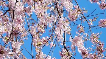 Kirsche Blüten Burr Bahnhof im Kanada Vancouver Treppe zu Wolkenkratzer Laterne Frühling Schönheit von Natur Weiß Handläufe zum Klettern von Himmel Zug Bahnhof Nein Menschen Ruhe Tag hell Himmel Kanada 2023 video