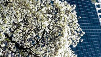 burrard station skön träd blomma i vår i april nära skyskrapor och skytrain station magnolia körsbär blomma japansk sakura vit röd blommor uppsluka blå himmel utan moln stadens centrum se video