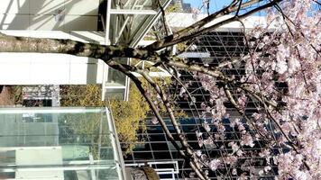 Burrard Station beautiful trees bloom in spring in april near skyscrapers and skytrain station magnolia cherry blossom japanese sakura white red flowers engulf blue sky without clouds downtown view video