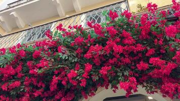 brillant rouge fleurs sur Maisons sur le île de corfou Grèce Jaune bâtiments point de repère magnifique ville corfou île rue Maisons video
