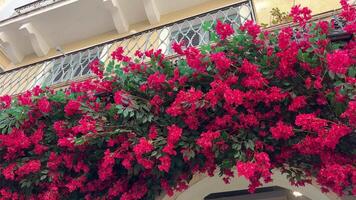 bright red flowers on houses on the island of Corfu Greece yellow buildings landmark beautiful city corfu island street houses video