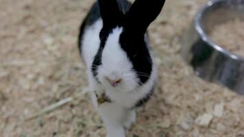 Close up rabbits in the rabbit stall, black and white color, moving, turn around the head, playing on the artificial grass, animal life, pets, short footage video