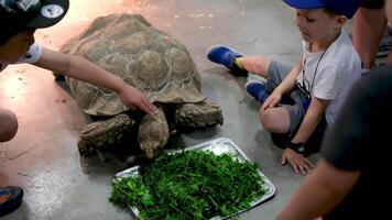 un' portante sperone tartaruga latino centrochelys sulcata con un' bellissimo conchiglia modello in piedi su verde erba su un' chiaro soleggiato giorno. animali mammiferi rettili zoo. video