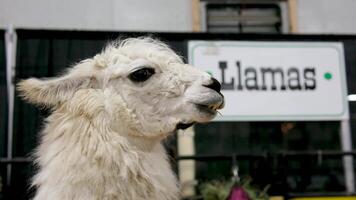 Nahansicht von das Kopf von ein Weiß Lama. Lama im Gefangenschaft beim das Zoo. video