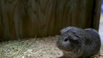 une hamster mange cacahuètes, et autre hamsters essayer à prendre cacahuètes de lui. faim hamsters video