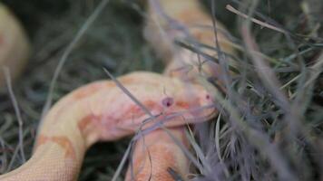 metraggio di un albino palla pitone serpente nel dire bugie ancora e respirazione, giallo bianca colore, rosso occhi, giovane animali, pitone regio, albino birmano pitoni video