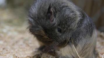 cavia è un' genere nel il sottofamiglia caviinae quello contiene il roditori comunemente conosciuto come Guinea maiali o cavie. il meglio conosciuto specie nel Questo genere è il domestico Guinea maiale, cavia porcellus video