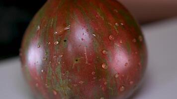 Close up Black Prince tomatoes vegetable background. Top view. Blurry image at the beginning is focused at the end. Tomatoes from own garden, harvesting video