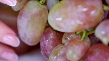 trossen van druiven in een doos in een supermarkt. roze druiven, detailopname. oogst van sappig roze druiven video