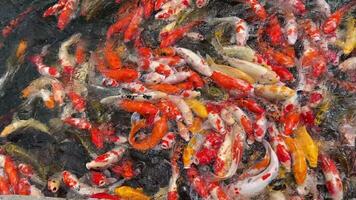 chique carpa ou koi peixe , lindo peixe dentro uma lagoa às lar. video