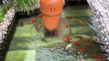 Naturel verdure Contexte. vibrant coloré Japonais koi carpe poisson nager dans traditionnel jardin Lac ou étang. chinois fantaisie carpes en dessous de l'eau surface. Oriental symboles de fortune et bien la chance video