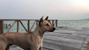 un vietnamita perro en un de madera muelle es esperando para sus dueño, mirando dentro el distancia en contra el fondo de el mar, océano, río, y mar casa en el agua. video