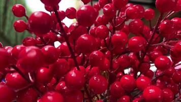 künstlich Dekoration Plastik schön Ornament Ast von rot Viburnum oder guelder Rose mit reif Beeren auf Busch Viburnum opulus video