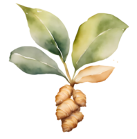 Watercolor and painting ginger root plant. AI-Generated png