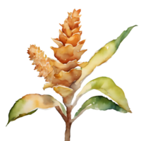 Watercolor and painting ginger root and flower plant. AI-Generated png