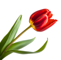 Fresh blooming red tulip flower. AI-Generated png