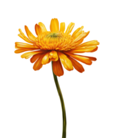 Watercolor and painting blooming fresh yellow Calendula flower. AI-Generated png