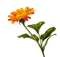 Watercolor and painting blooming fresh yellow Calendula flower. AI-Generated png