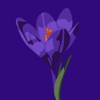 Illustration of a crocus flower on a blue background. vector