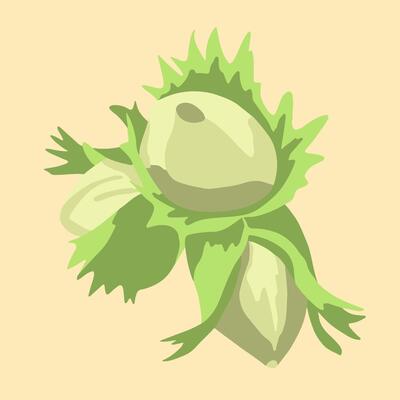 Illustration of hazelnuts. Three nut hazels.