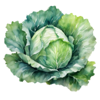 Watercolor and painting fresh cabbage vegetable illustration. AI-Generated png