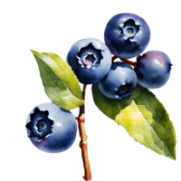 Watercolor and painting fresh blueberry with leaves branch. AI-Generated png