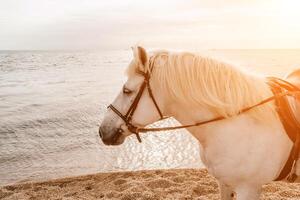 el cabeza de un blanco caballo en el antecedentes de el mar foto
