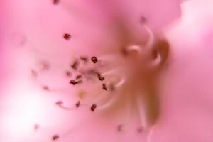 close up pink peach flower with a fuzzy, blurry background. The flower is the main focus of the image, and the background is intentionally blurred to draw attention to the flower. photo