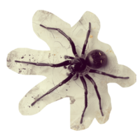 Schnitt aus verblasst Foto von Halloween Spinne png